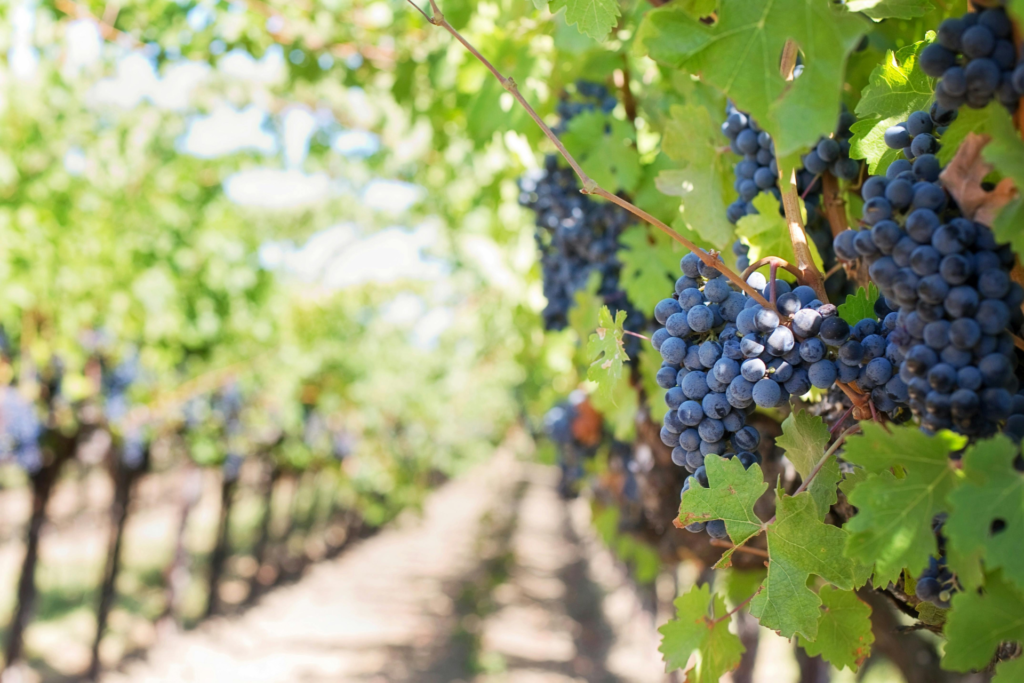 Ripe red grapes on the vine at a Hunter Valley vineyard near Dungog NSW