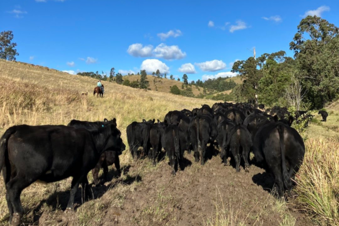 Maitland Sale – February 3