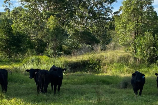 Dungog Angus Sale