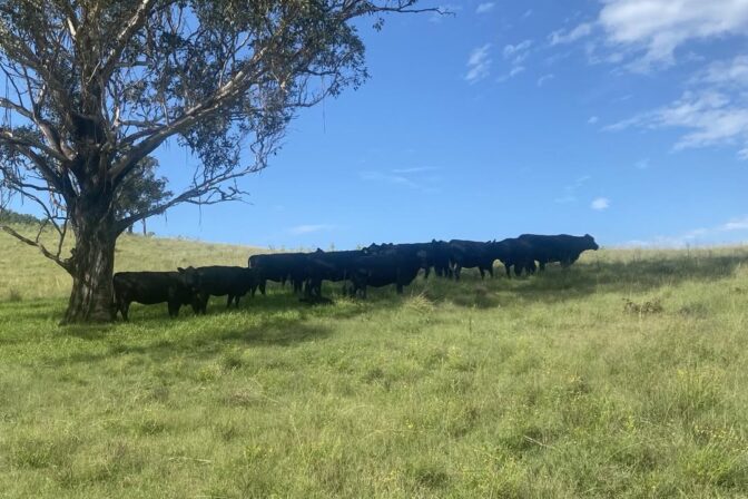 Maitland Autumn Female Sale