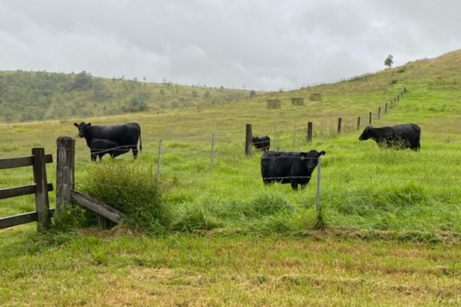 Bull Sales and What to Look For: A Simple Buyer’s Guide