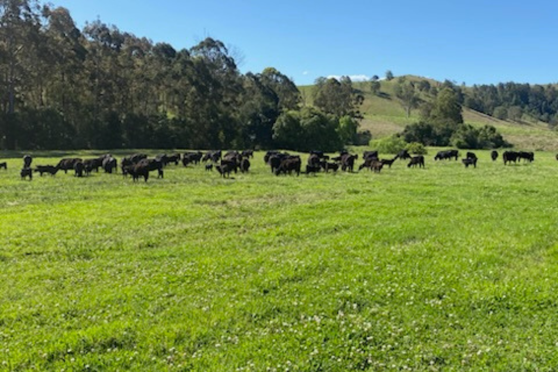 Strathbrook Angus cattle herd grazing on green pastures with rolling hills, Dungog NSW