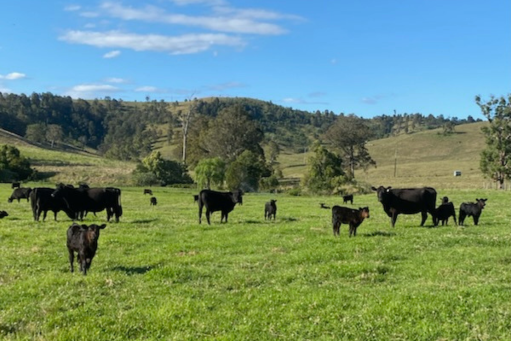 Strathbrook Angus cattle and calves grazing on open pasture with rolling hills, Dungog NSW