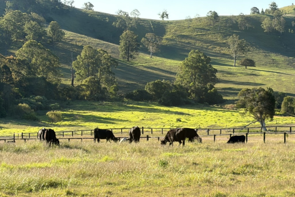 Strathbrook Angus cattle grazing at dusk along a fence line with sunlit hills, Dungog NSW